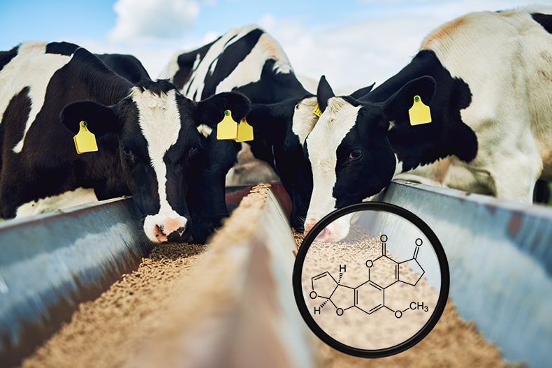 Vacas alimentadas com Cannabis ficam 'chapadas', mas e quem toma o leite?