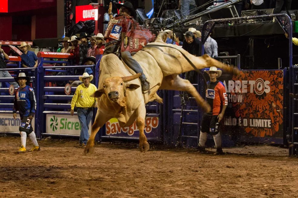Rodeio de touros: tudo o que você precisa saber para apreciar as disputas