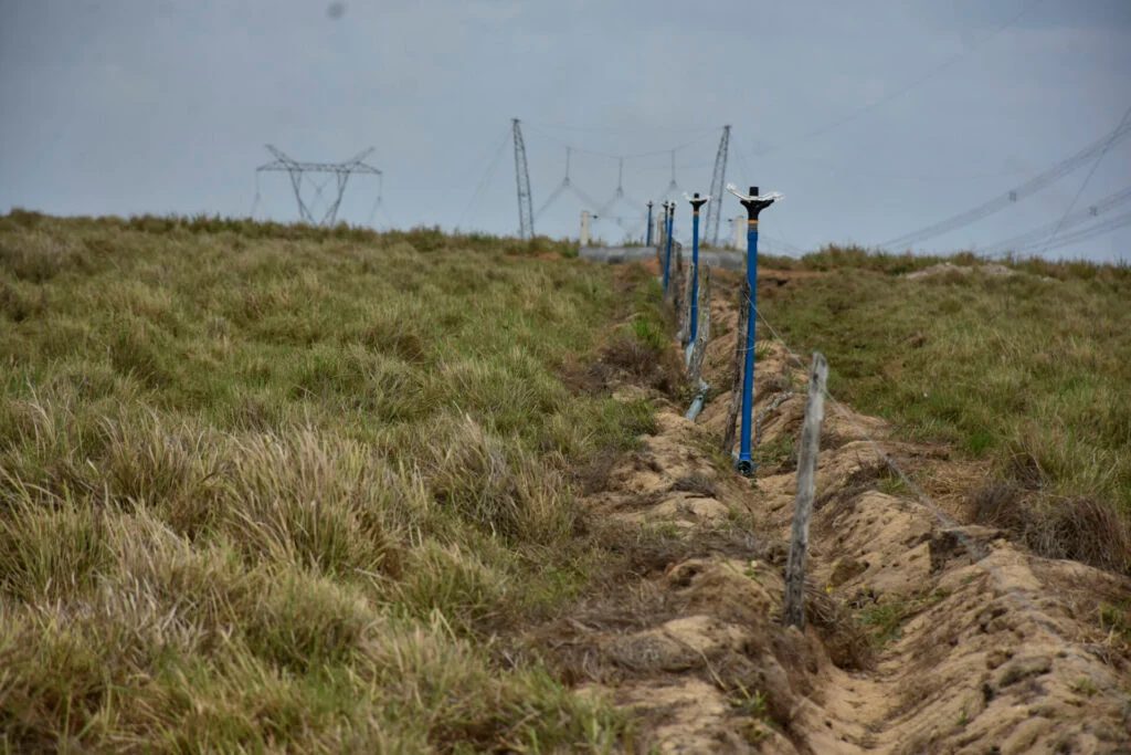 Fazenda Tapuio mira liderança ao dobrar produção de queijo de búfala até 2027