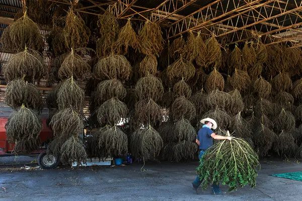 Vacas alimentadas com Cannabis ficam 'chapadas', mas e quem toma o leite?