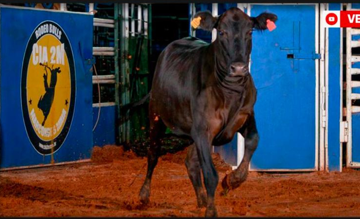 lote 20 receptora 035 - embriao cg1 - marcondes maia