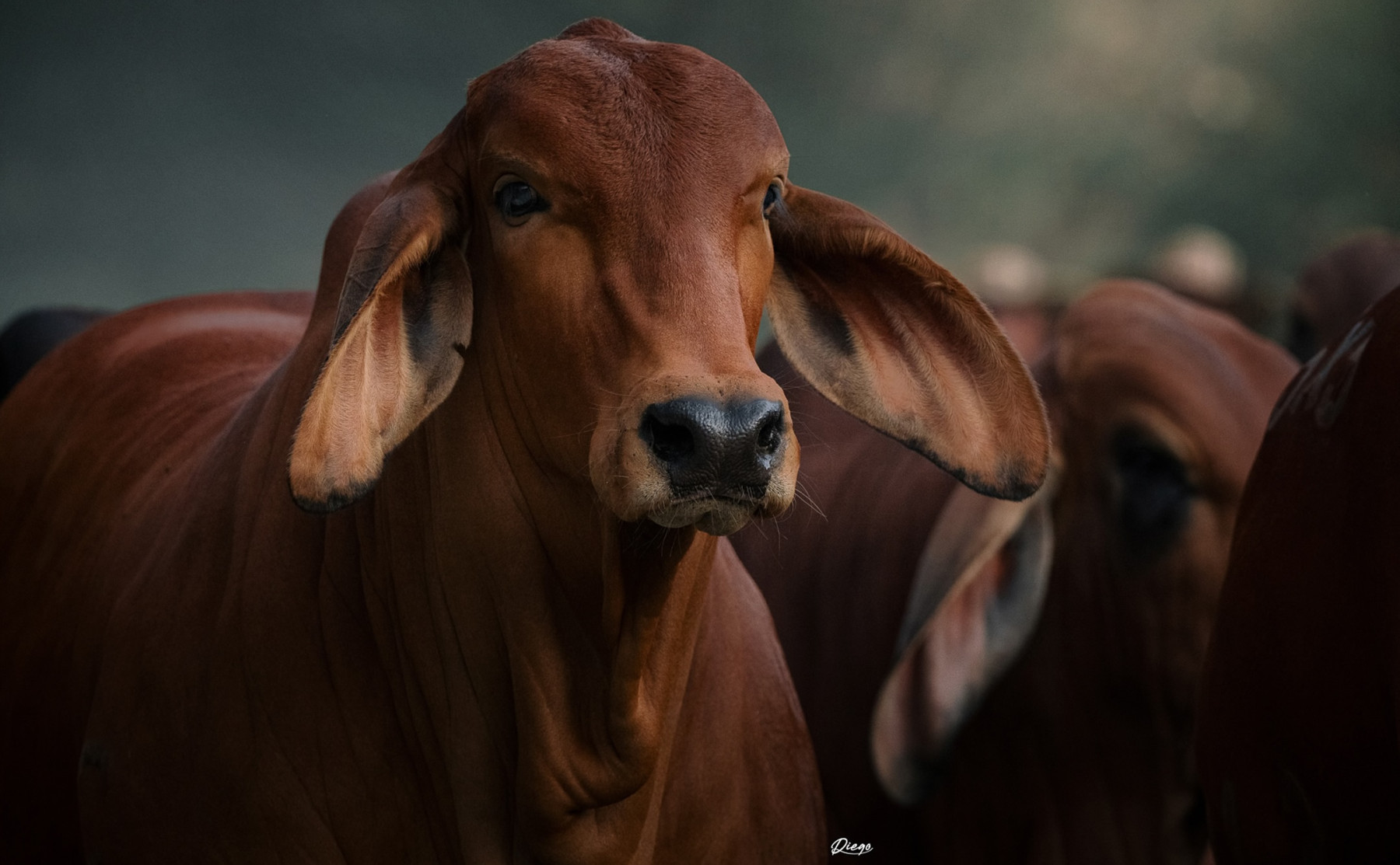 matriz vaca brahman vermelho fotao