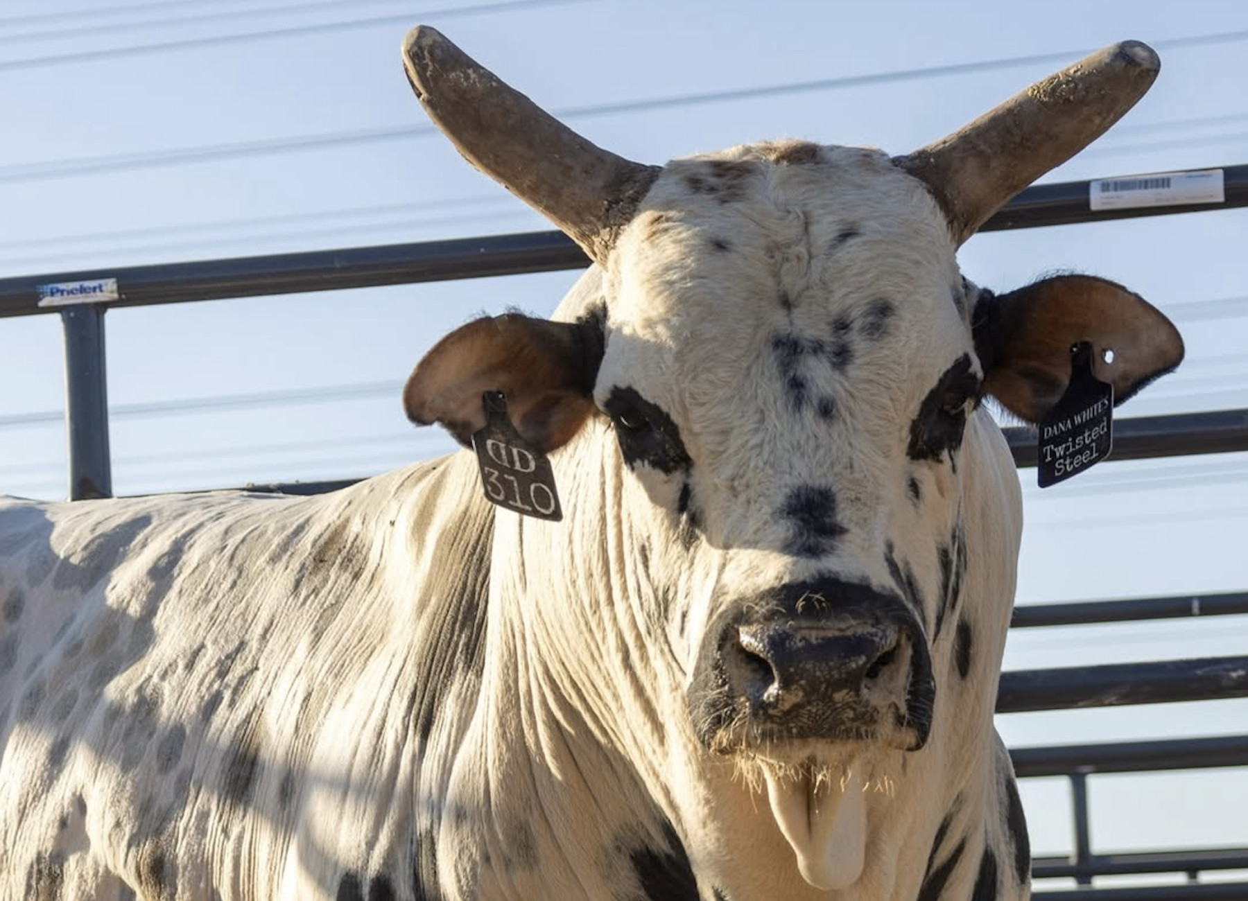 Morre o lendário touro da PBR pertencente a Dana White, CEO do UFC