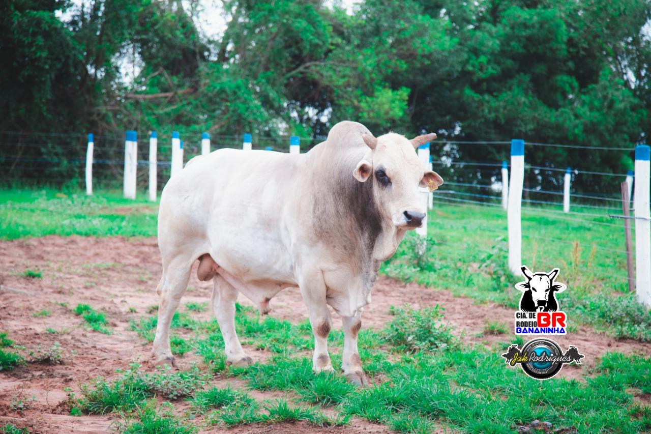 touro reliquia do patrao - cia bananinha 1