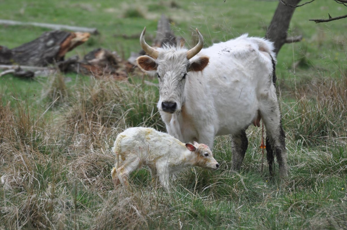 Os últimos bovinos selvagens do mundo habitam o histórico e assombrado Parque de Chillingham, mantendo um legado de selvageria e mistério que remonta a séculos. Conheça a raça Chillingham que é uma fera britânica