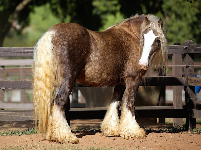 raça Irish Cob