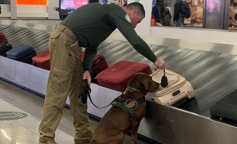 Léo, o cão farejador do Mapa, se aposenta após 10 anos de serviço na defesa agropecuária