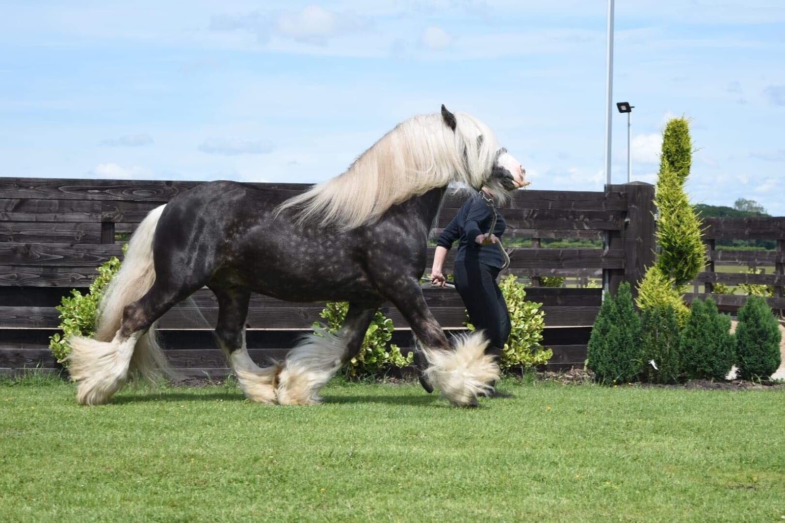 raça Irish Cob