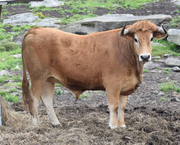 raças bovinas mais raras