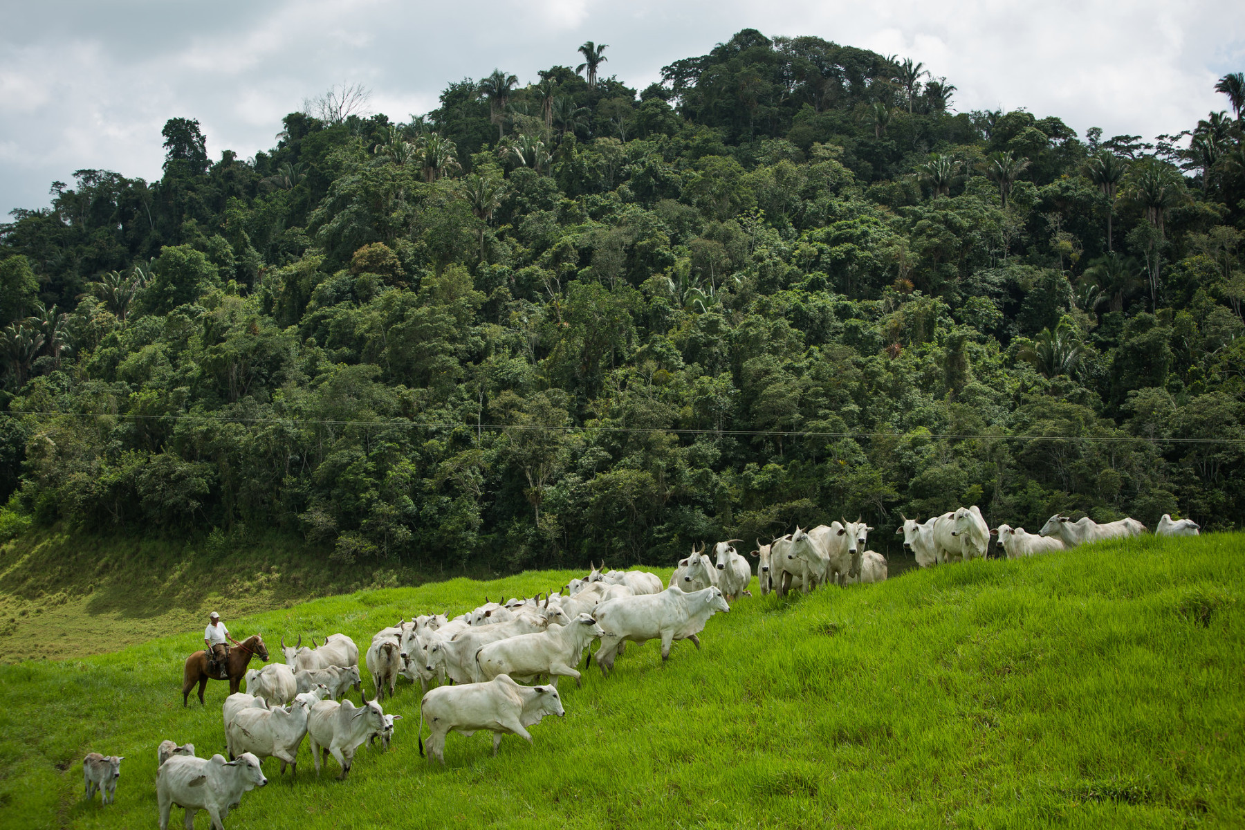 Bovinocultura - vacas nelore com bezerro ao pe com reserva ambiental ao fundo - fotao