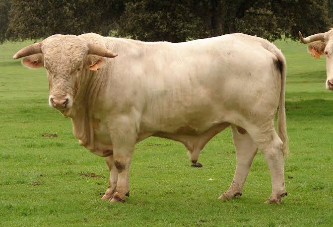 raças bovinas mais raras