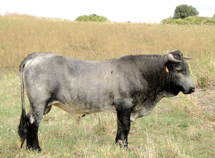 raças bovinas mais raras