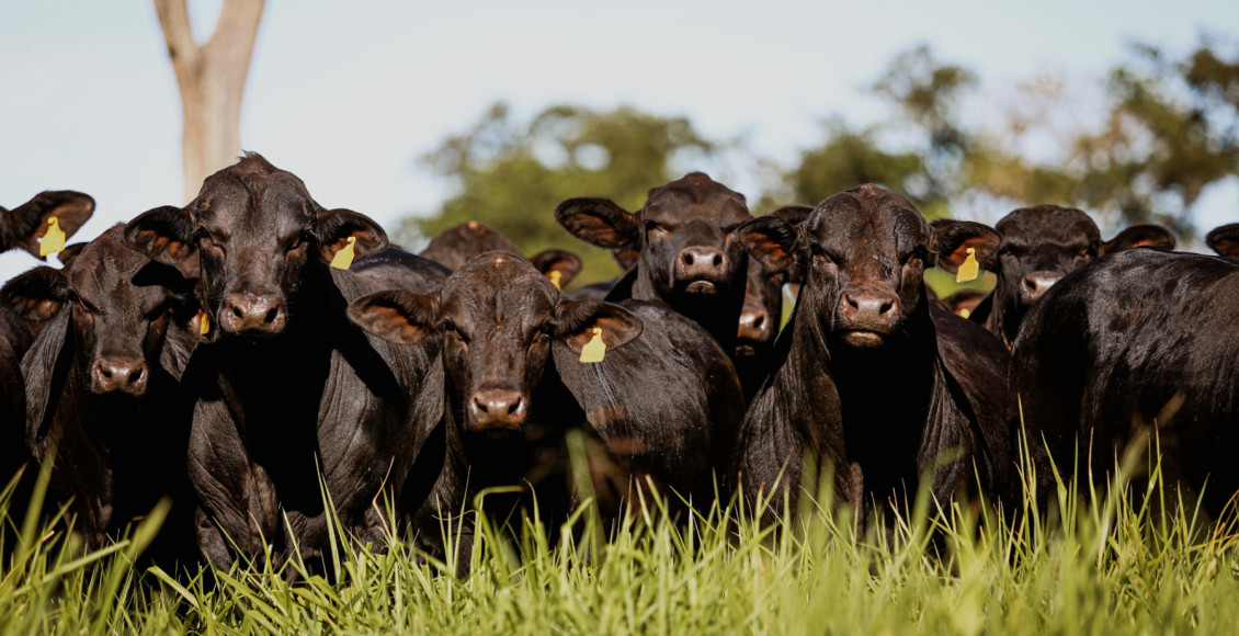Angus de alta performance: entenda como o Beef Value multiplica os ganhos por carcaça