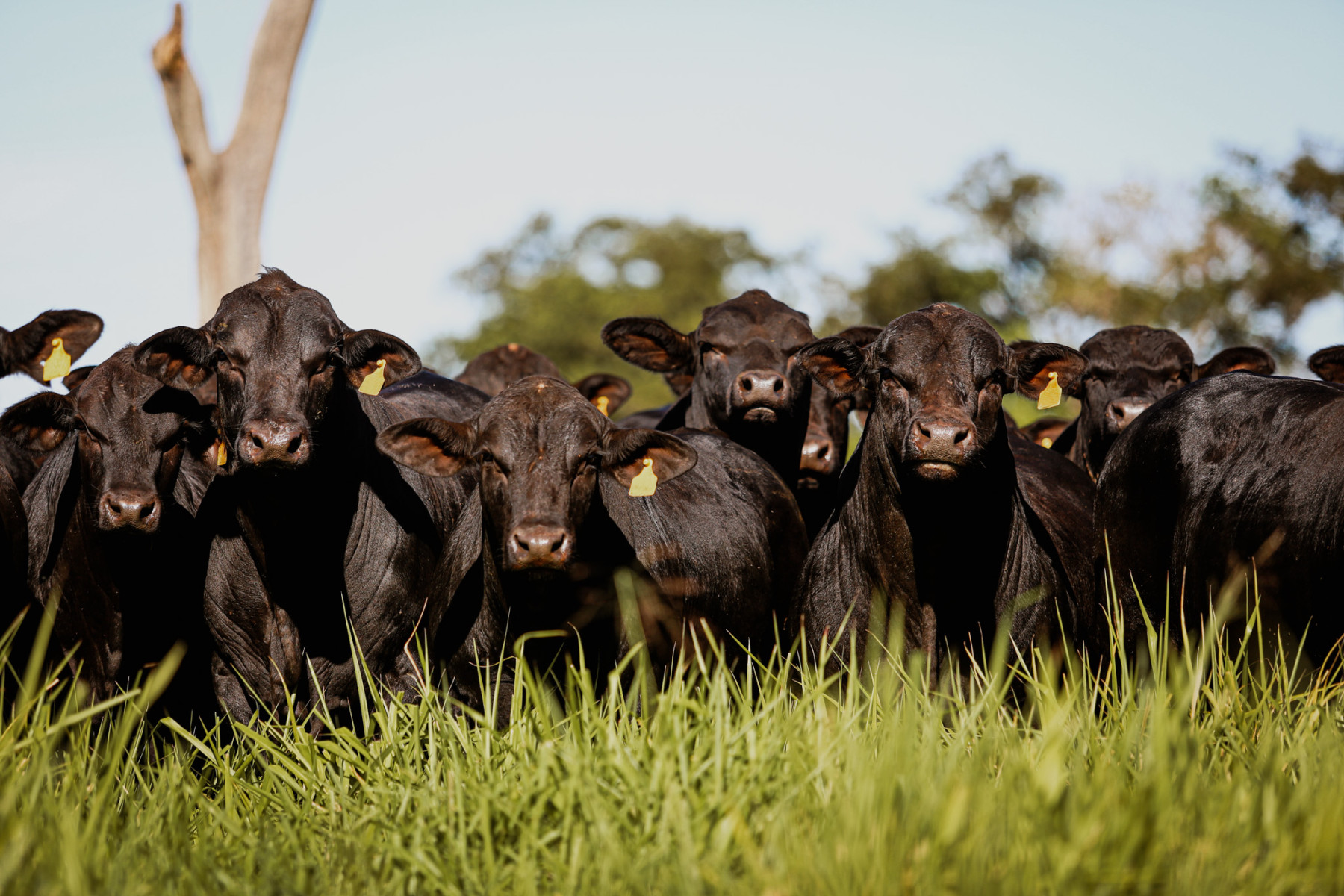 Angus de alta performance: entenda como o Beef Value multiplica os ganhos por carcaça