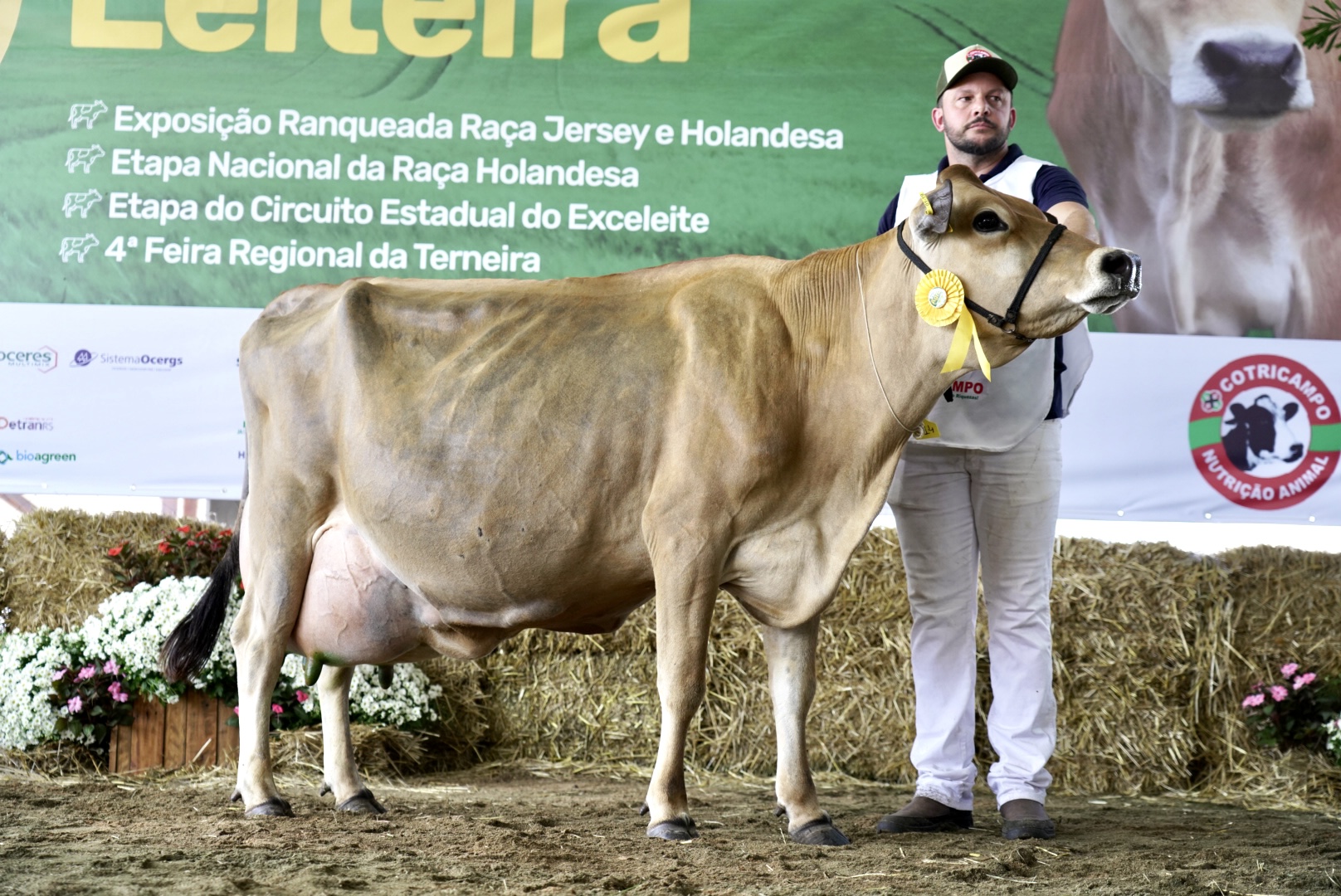 Vaca Jersey bate recorde Sul-Americano ao produzir 71,61 Kg de leite em 24h