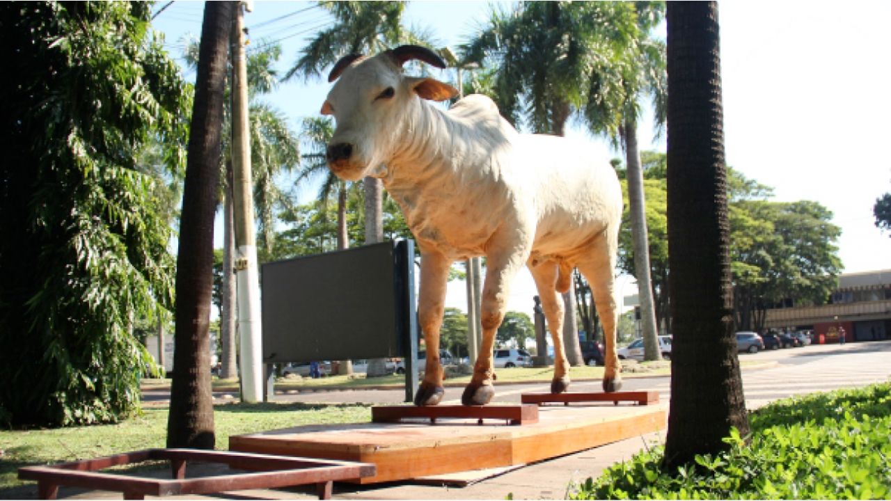 Genearca Karvadi - touro nelore