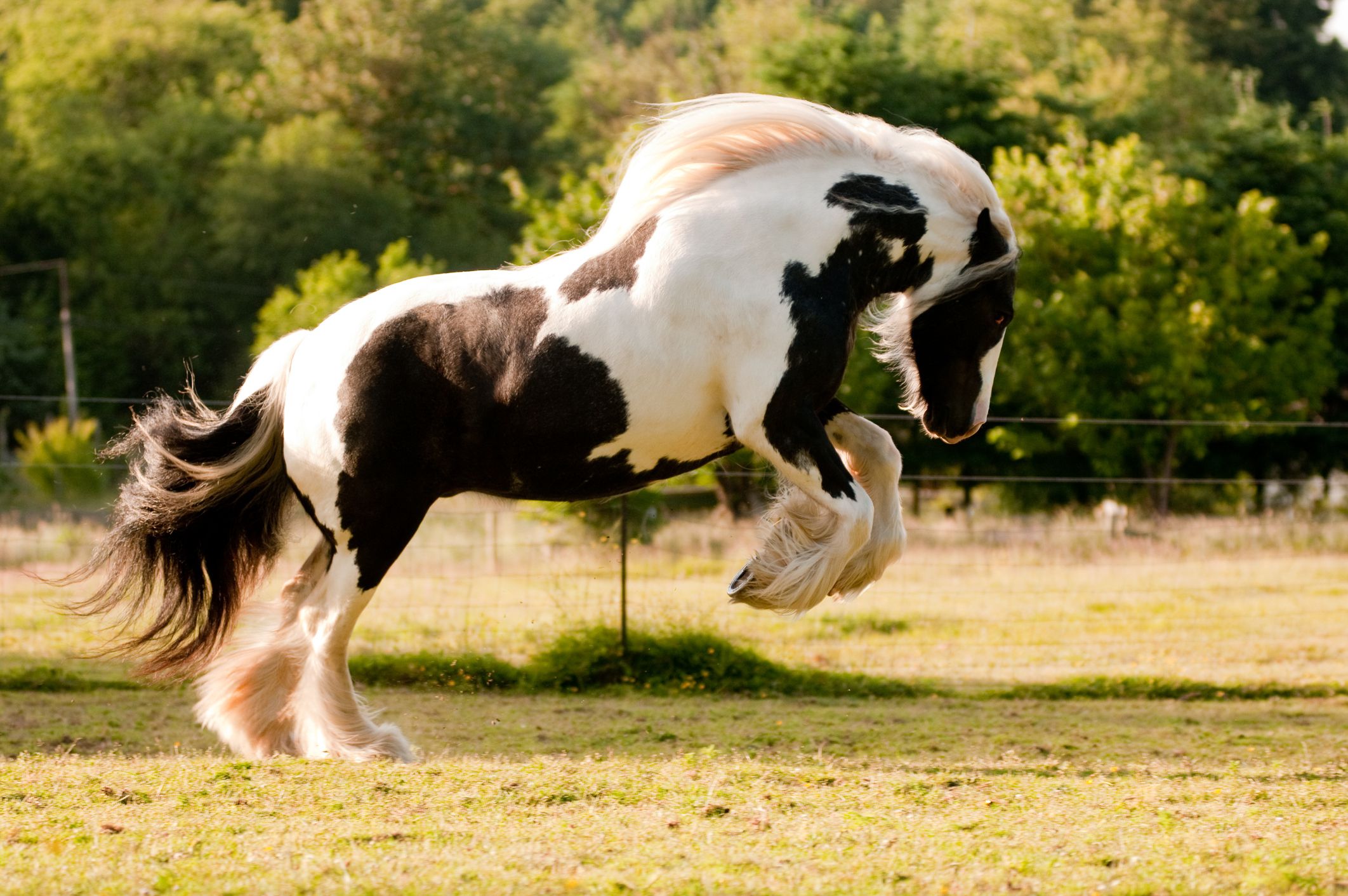 Conheça o ‘cavalo dos ciganos’, a raça Irish Cob é encantadora e versátil
