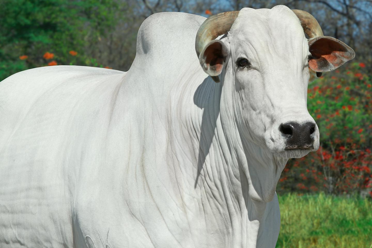 HARONA COL - a majestade a rainha