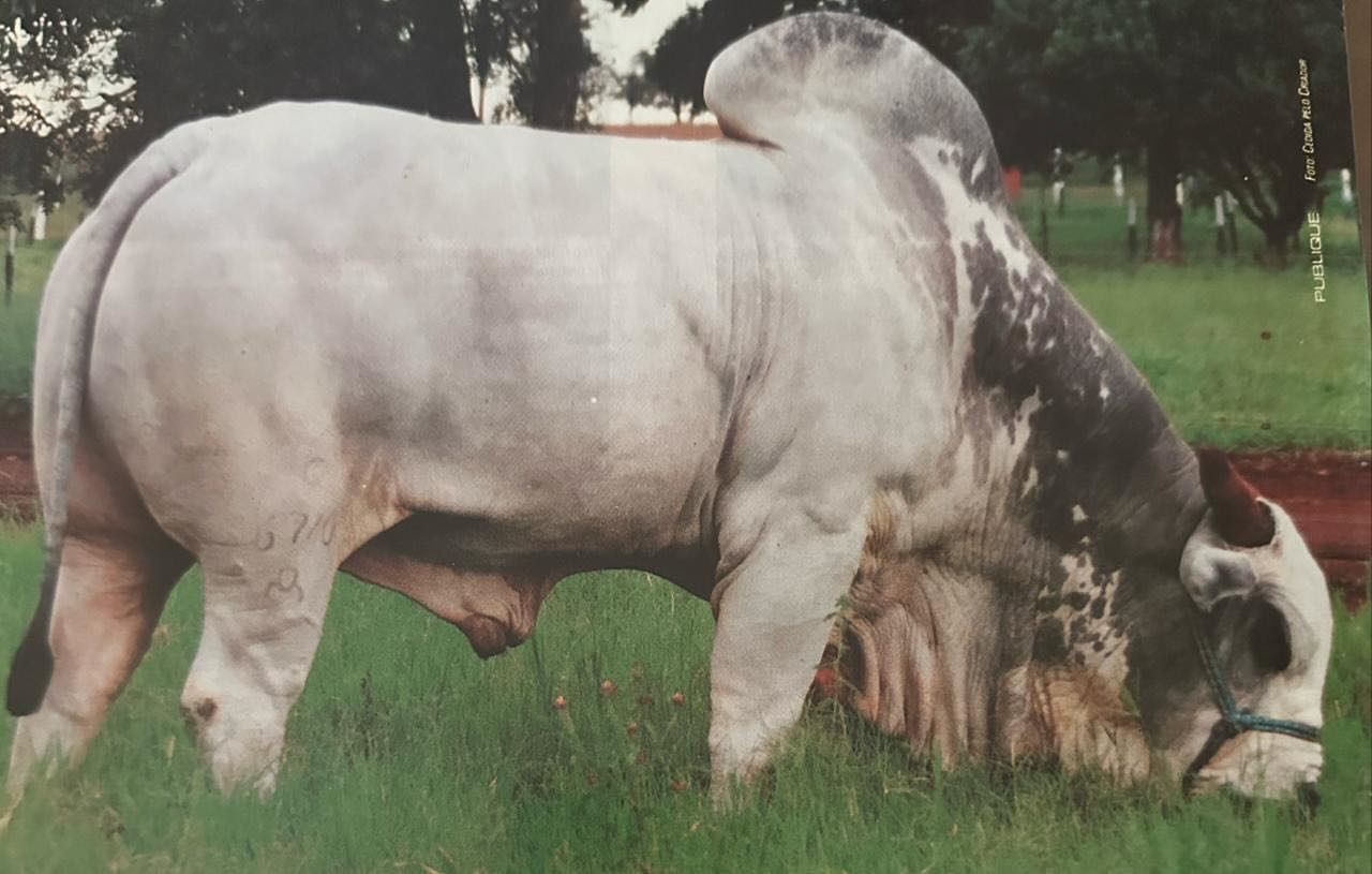 Ludy de Garca - Reprodutor da raca Nelore