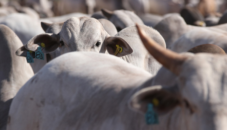 MFG PEREIRA BARRETO - SP - 2020 (16)