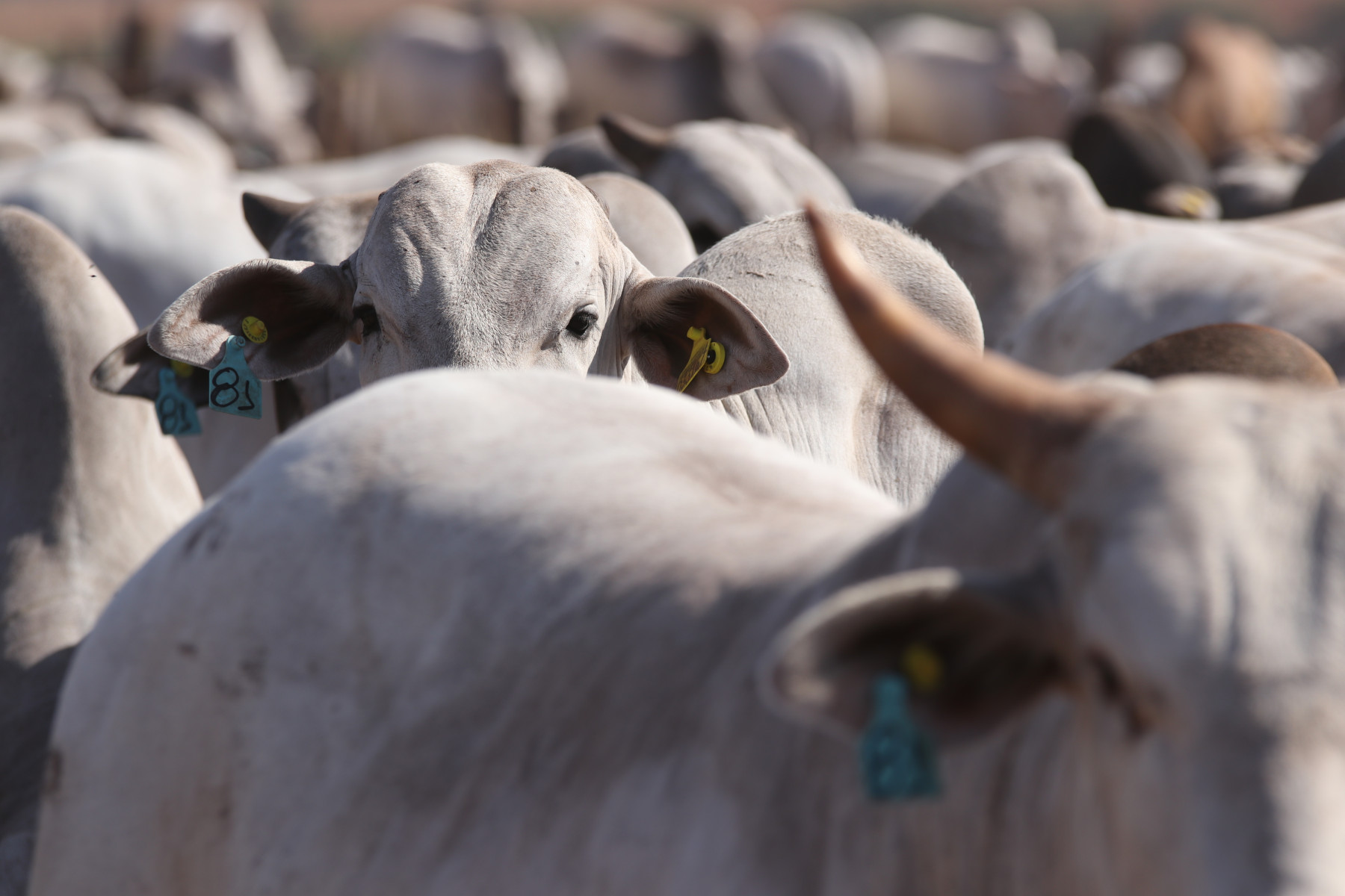 MFG PEREIRA BARRETO - SP - 2020 (16)