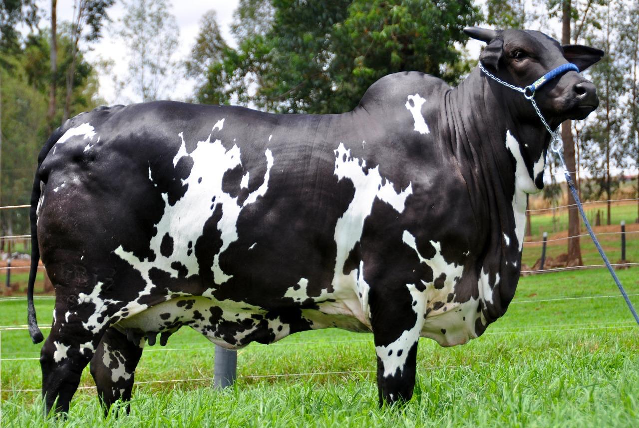 Matriz Nelore Pintado Ibiza FIV Surreal - foto