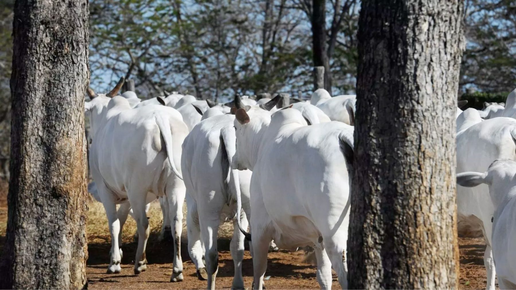 Matrizes Nelore da Colonial Agropecuaria