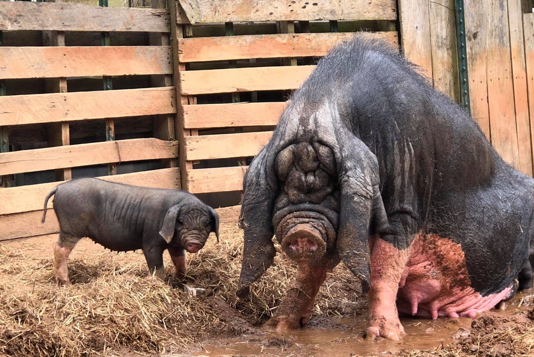 Do gigante da floresta ao "Kobe beef dos porcos", descubra espécies selvagens, raças domésticas exóticas e os desafios de conservação que enfrentam. Conheça as raças de porcos mais curiosas do mundo.
