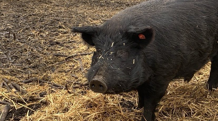 Do gigante da floresta ao "Kobe beef dos porcos", descubra espécies selvagens, raças domésticas exóticas e os desafios de conservação que enfrentam. Conheça as raças de porcos mais curiosas do mundo.