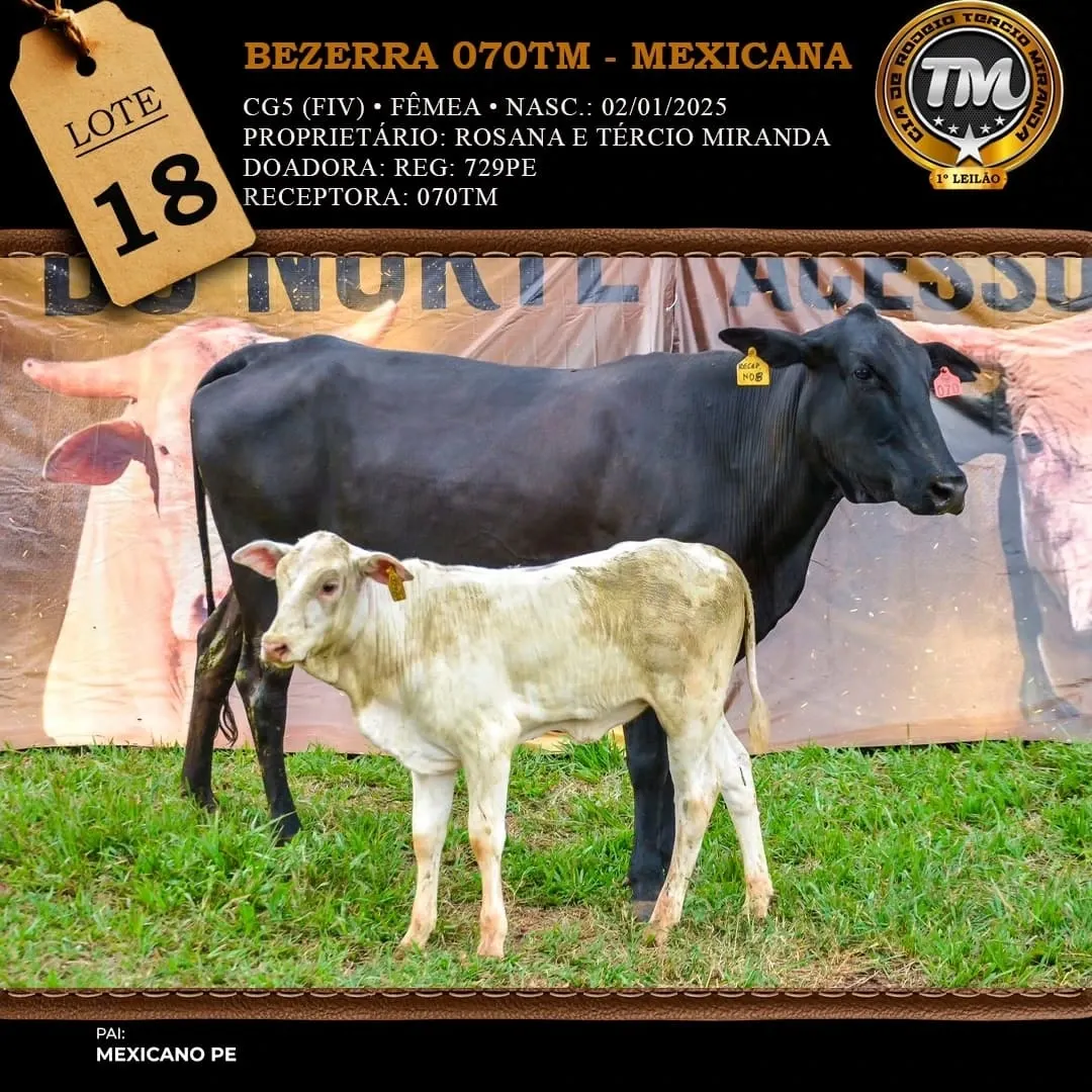 Filha do Acesso Negado é vendida por R$ 405 mil e faz recorde na genética de pulo