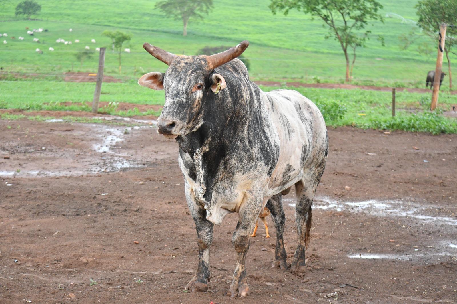 O Trem Vai Pular: Mega Leilão da Cia JK Bucking Bulls apresenta touros de alta performance