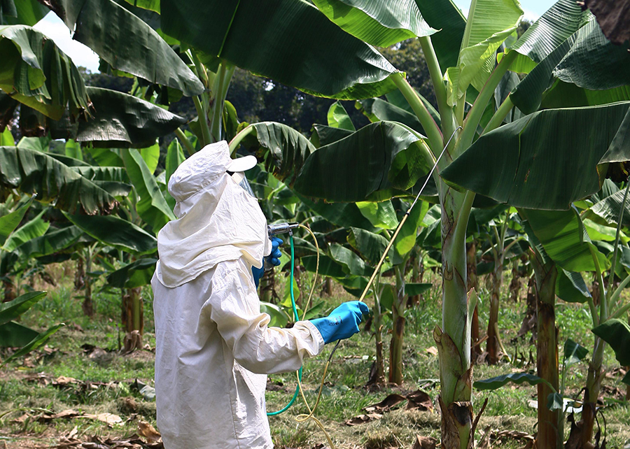 Técnica de controle da Sigatoka-negra impulsiona produção de banana na Amazônia