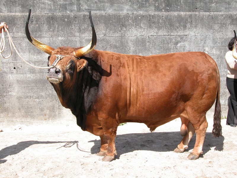 raças bovinas mais raras