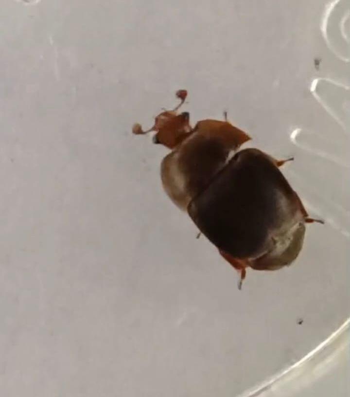 Indea orientou medidas sanitárias que os apicultores precisam adotar para proteger suas produções, após confirmação de ocorrência do besouro das colmeias em Rondonópolis.