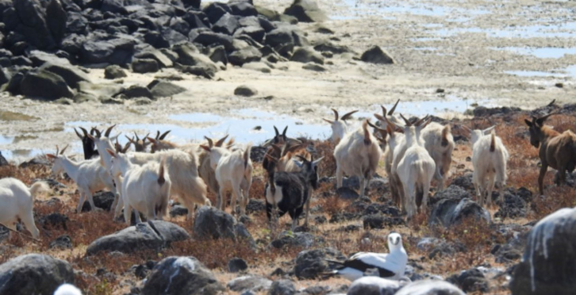 cabras raras de arquipelogo Abrolhos