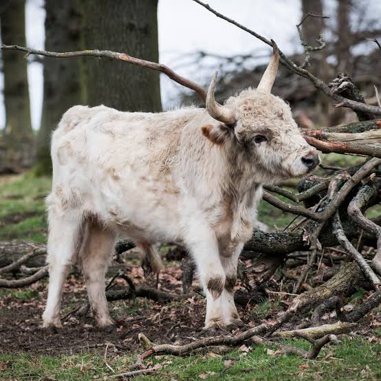 raças bovinas mais raras