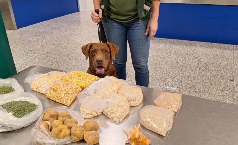 Léo, o cão farejador do Mapa, se aposenta após 10 anos de serviço na defesa agropecuária