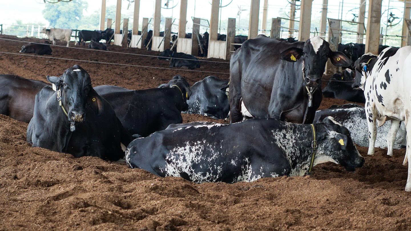 fazenda floresta - gado girolando