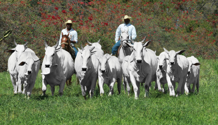 gado nelore da Colonial Agropecuaria
