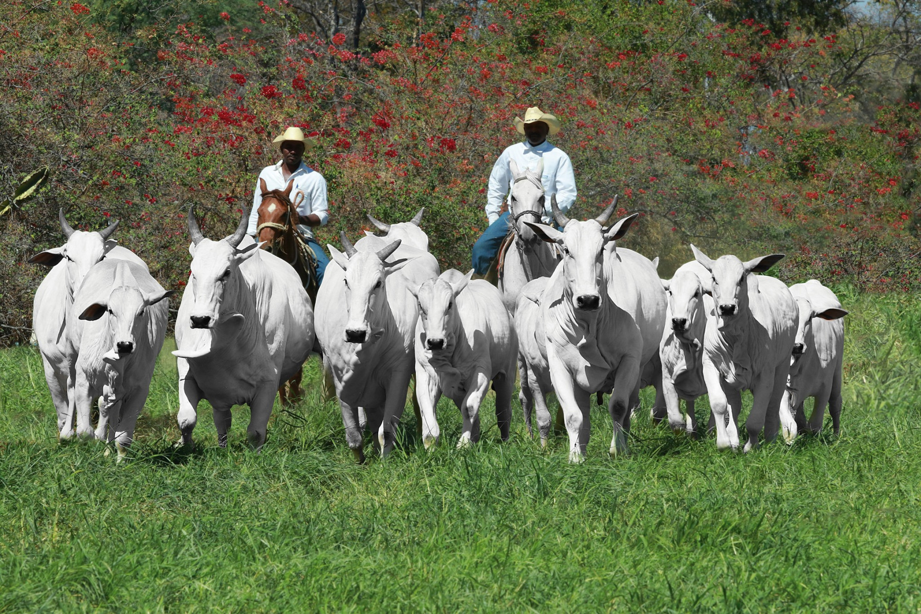 gado nelore da Colonial Agropecuaria