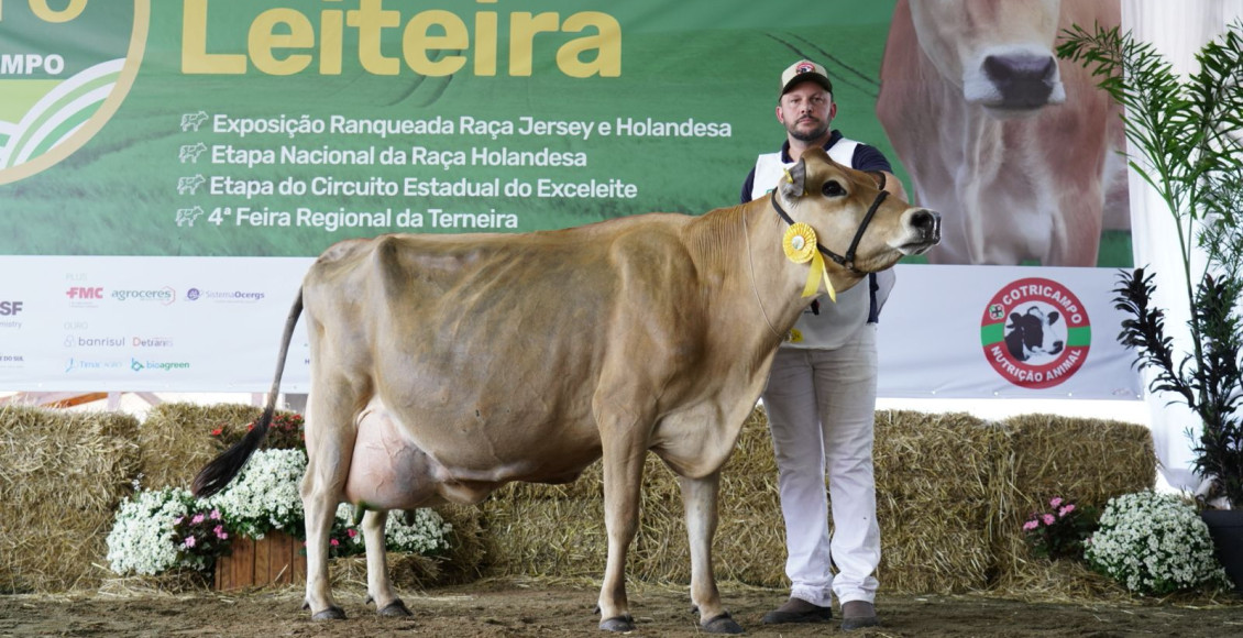 Vaca Jersey bate recorde Sul-Americano ao produzir 71,61 Kg de leite em 24h