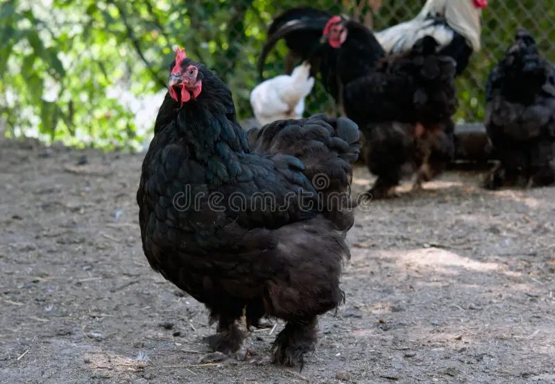 As 10 maiores raças de galinhas do mundo