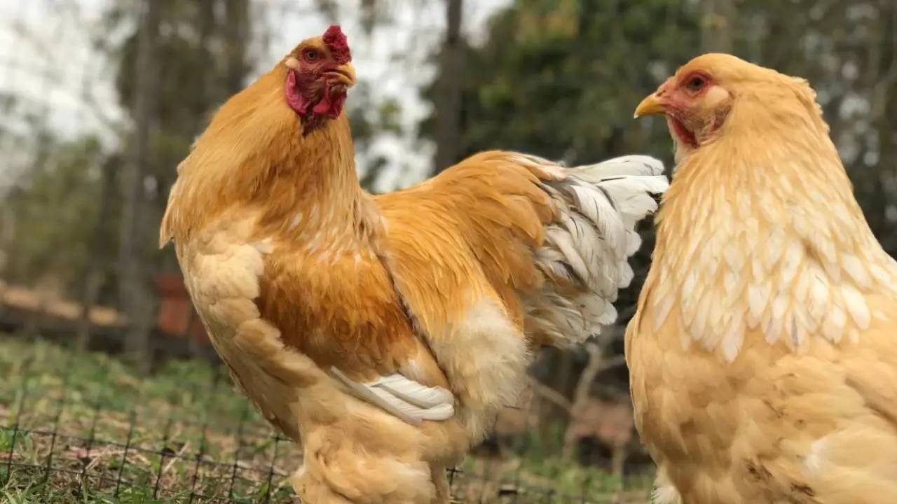 As 10 maiores raças de galinhas do mundo