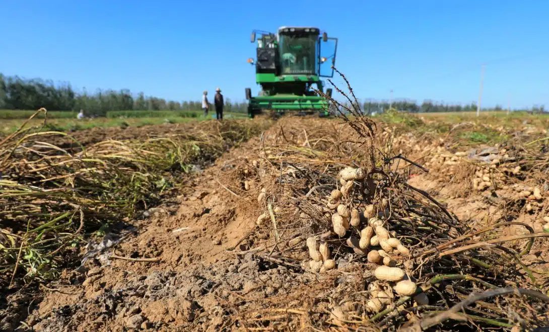 Revelado: O segredo da colheita mecanizada do amendoim que revoluciona o campo