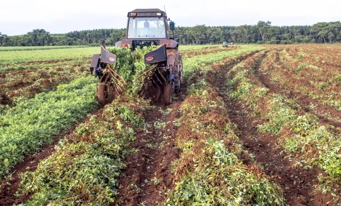 Revelado: O segredo da colheita mecanizada do amendoim que revoluciona o campo