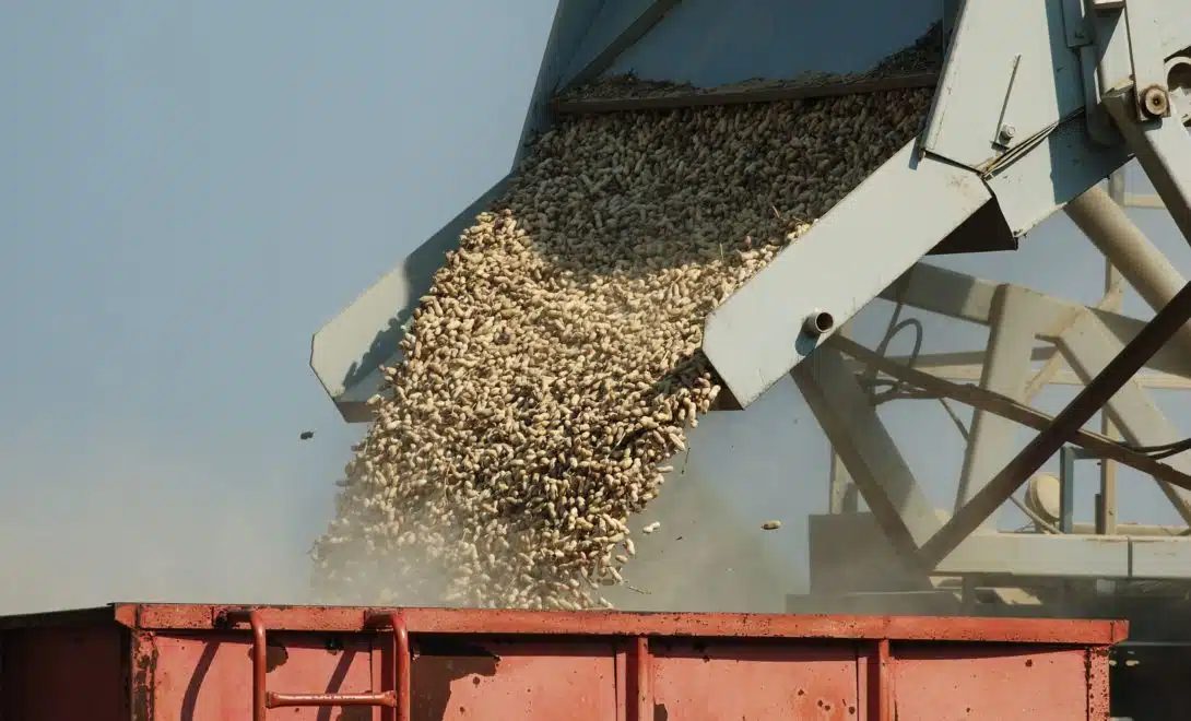 Revelado: O segredo da colheita mecanizada do amendoim que revoluciona o campo