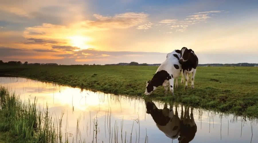 Maneiras eficientes de captar água para a pecuária leiteira: confira