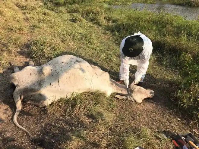 7 principais causas de morte súbita no gado: Confira!