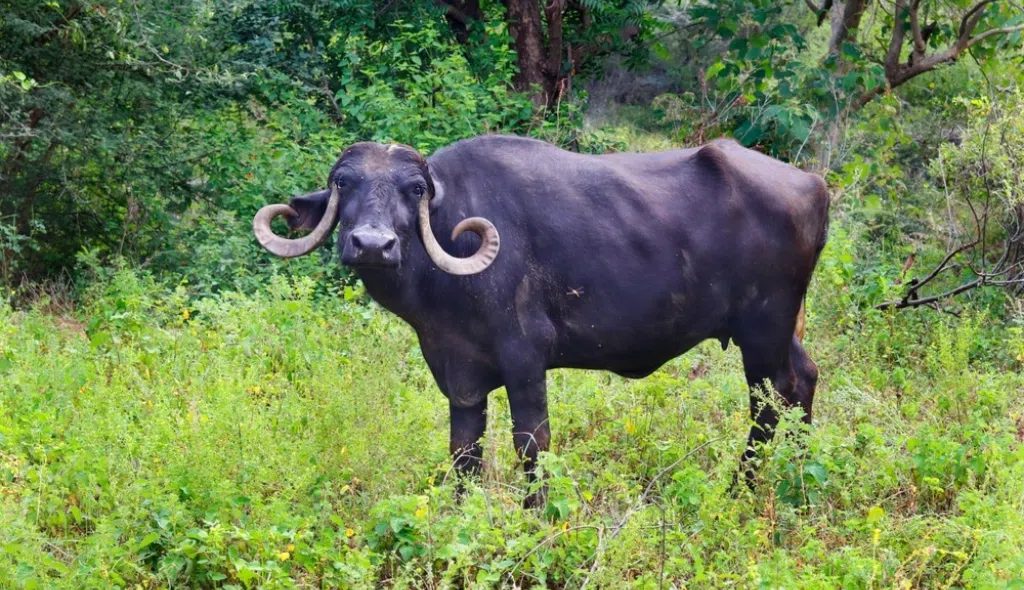 Conheça o maior búfalo do Brasil: gigante em porte e potência na produção