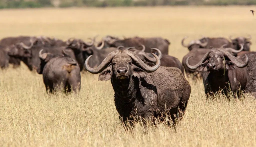 Conheça o maior búfalo do Brasil: gigante em porte e potência na produção
